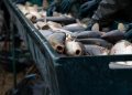 Czechia Christmas carp cruelty exposes urgent gaps in fish welfare protection Czechia Christmas carp cruelty exposes urgent gaps in fish welfare protection