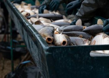 Czechia Christmas carp cruelty exposes urgent gaps in fish welfare protection