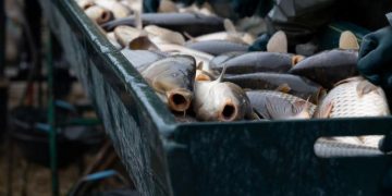 Czechia Christmas carp cruelty exposes urgent gaps in fish welfare protection
