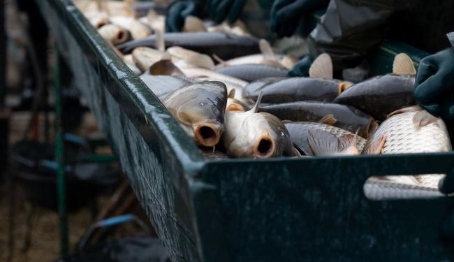 Czechia Christmas carp cruelty exposes urgent gaps in fish welfare protection