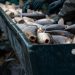 Czechia Christmas carp cruelty exposes urgent gaps in fish welfare protection