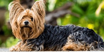 Did You Know Dogs Have Three Hidden Senses?