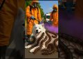 Dog Rescued from centipedes Attack by Rescue Team #animals #dog #funny #save Dog Rescued from centipedes Attack by Rescue Team #animals #dog #funny #save