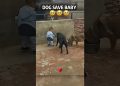 Dog protect the baby #Dog #love #usa