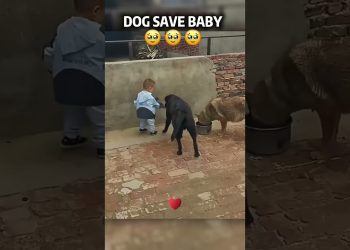 Dog protect the baby #Dog #love #usa