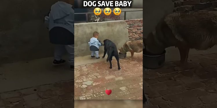 Dog protect the baby #Dog #love #usa
