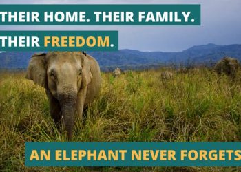 Donate to help animals in captivity