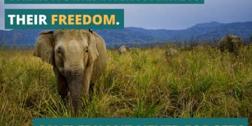 Donate to help animals in captivity Donate to help animals in captivity