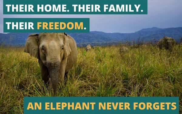 Donate to help animals in captivity Donate to help animals in captivity