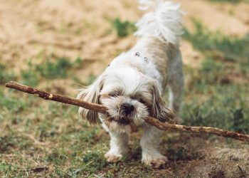 Essential Supplies for New Puppy Owners: What You Really Need