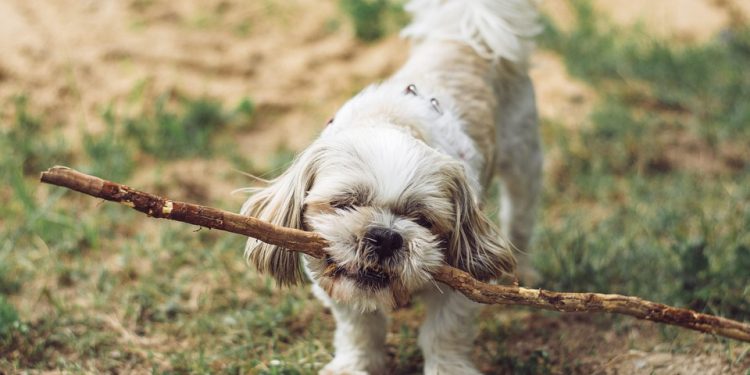 Essential Supplies for New Puppy Owners: What You Really Need