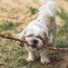 Essential Supplies for New Puppy Owners: What You Really Need