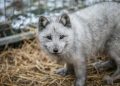 Europe’s largest producer Poland bans fur farming