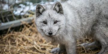 Europe’s largest producer Poland bans fur farming