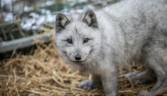 Europe’s largest producer Poland bans fur farming