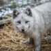Europe’s largest producer Poland bans fur farming