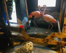 Exposing Welfare Concerns at Japan’s Animal Cafes