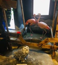 Exposing Welfare Concerns at Japan’s Animal Cafes