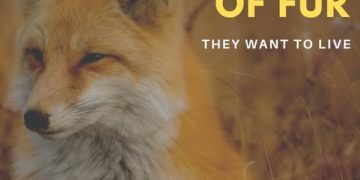 Fri, Nov 28, 2025 – Fur Free Friday — New Hampshire Animal Rights League