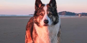 From Pups to Pros: Training Tips for Dogs of All Ages From Pups to Pros: Training Tips for Dogs of All Ages