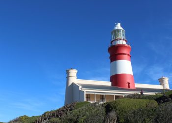 From Woofs to Wags: Navigating the Journey of Puppy Love