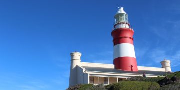 From Woofs to Wags: Navigating the Journey of Puppy Love