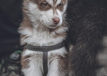 “How to Choose the Right Puppy: A Complete Guide”