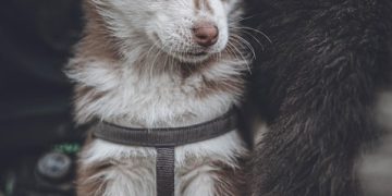 “How to Choose the Right Puppy: A Complete Guide”