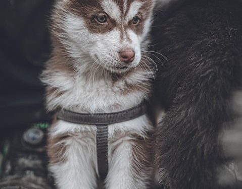 “How to Choose the Right Puppy: A Complete Guide”