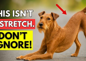 🐶 If Your Dog Stretches When They See You… This Is What It Really Means