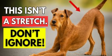 🐶 If Your Dog Stretches When They See You… This Is What It Really Means