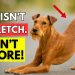🐶 If Your Dog Stretches When They See You… This Is What It Really Means 🐶 If Your Dog Stretches When They See You… This Is What It Really Means
