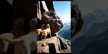 Labrador Retriever Mom Save a Train #dog #animals #labrador #goldenretriever #rescue Labrador Retriever Mom Save a Train #dog #animals #labrador #goldenretriever #rescue