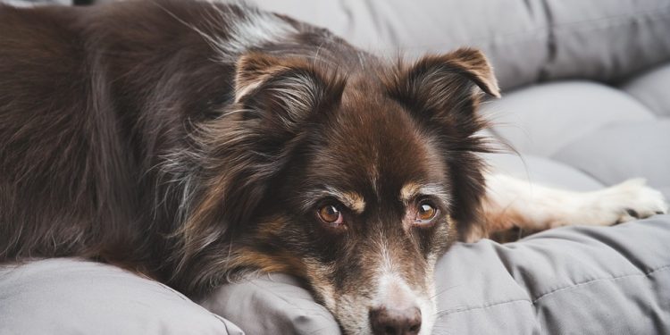 Life with a Pup: Everyday Tips for a Joyful Journey