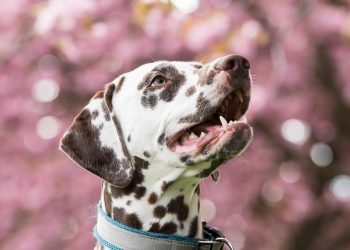 Love at First Bark: Why Puppies Make the Best Companions