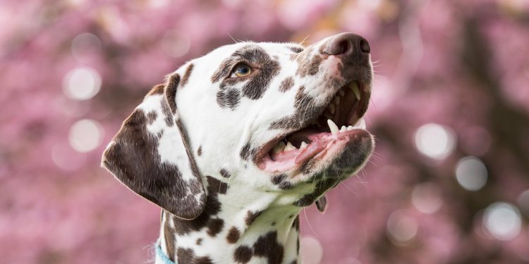 Love at First Bark: Why Puppies Make the Best Companions Love at First Bark: Why Puppies Make the Best Companions