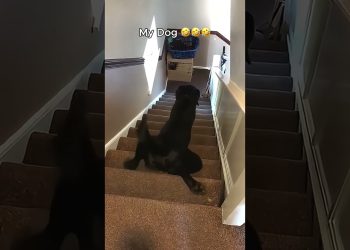 My Friend’s Dog vs My Dog 😂😂😂