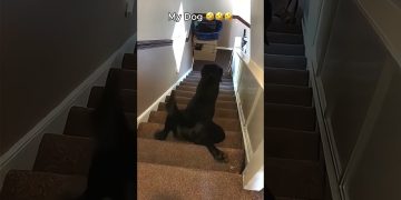 My Friend’s Dog vs My Dog πππ My Friend’s Dog vs My Dog πππ