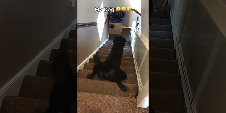 My Friend’s Dog vs My Dog 😂😂😂