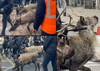 New Reindeer Events Added to our Interactive Map!