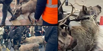 New Reindeer Events Added to our Interactive Map! New Reindeer Events Added to our Interactive Map!