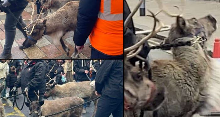 New Reindeer Events Added to our Interactive Map! New Reindeer Events Added to our Interactive Map!