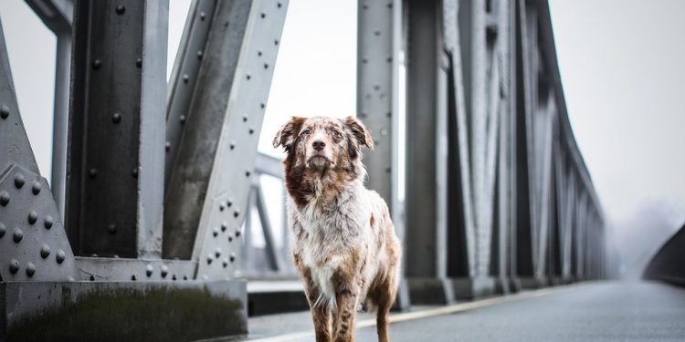 Pawsitive Beginnings: Essential Training Tips for New Dog Owners