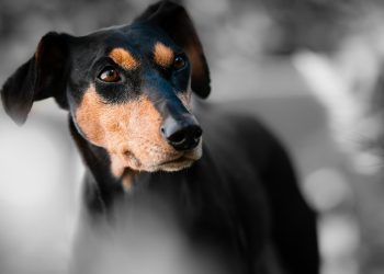 Pawsitive Beginnings: Top Tips for Training Your Puppy