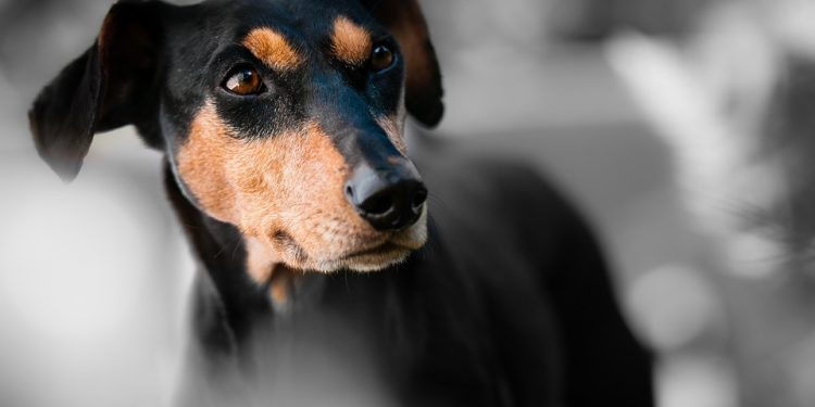 Pawsitive Beginnings: Top Tips for Training Your Puppy Pawsitive Beginnings: Top Tips for Training Your Puppy