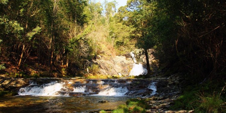 Pawsitive Vibes: The Impact of Puppy Love on Mental Health