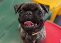 Pugs: What to Expect in a Dog Daycare Setting Pugs: What to Expect in a Dog Daycare Setting