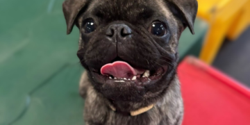 Pugs: What to Expect in a Dog Daycare Setting Pugs: What to Expect in a Dog Daycare Setting