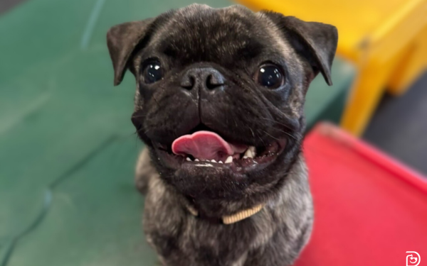 Pugs: What to Expect in a Dog Daycare Setting Pugs: What to Expect in a Dog Daycare Setting