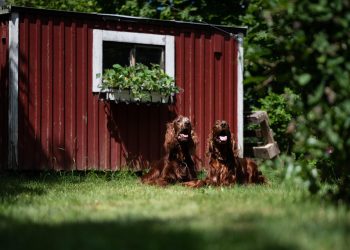 Puppy Love Chronicles: Heartwarming Tales of Canine Companionship